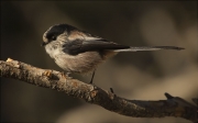 Mallerenga cuallarga (Aegithalos caudatus)