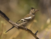 Jove de Pinsà comú (Fringilla coelebs)