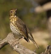 Tord comú (Turdus philomelos)