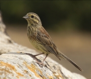 Femella de Gratapalles (Emberiza cirlus)