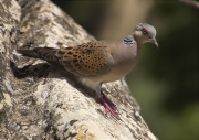 Tórtora (Streptopelia turtur)