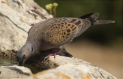 Tórtora (Streptopelia turtur)