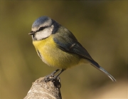 Mallerenga blava (Cyanistes caeruleus)