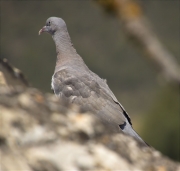 Jove de Tudó (Columba palumbus)