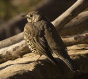 Griva (Turdus viscivorus)