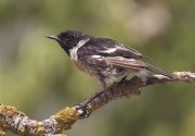 Mascle de Bitxac comú (Saxicola torquata)