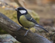 Mallerenga carbonera (Parus major)