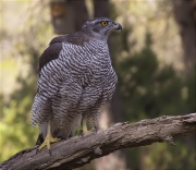 Astor (Accipiter gentilis)