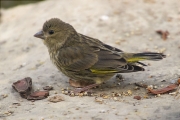 Jove de Verdum (Carduelis chloris)