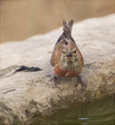 Passarell (Carduelis cannabina)