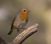 Pit roig (Erithacus rubecola)