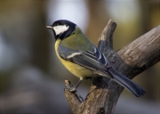 Mallerenga carbonera (Parus major)