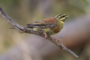 Mascle de Gratapalles (Emberiza cirlus)