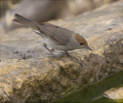 Femella de Tallarol de casquet (Sylvia atricapilla)