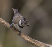 Mallerenga emplomallada (Parus cristatus)