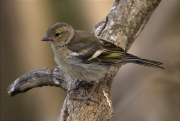 Jove de Pinsà comú (Fringilla coelebs)