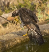 Femella d'Astor (Accipiter gentilis)