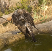 Femella d'Astor (Accipiter gentilis)