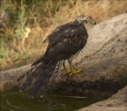 Femella d'Astor (Accipiter gentilis)