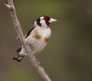 Cadernera (Carduelis carduelis)