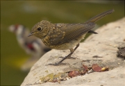 Jove de Pit roig (Erithacus rubecola)