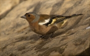 Mascle de Pinsà comú (Fringilla coelebs)