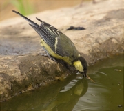 Jove de Mallerenga carbonera (Parus major)