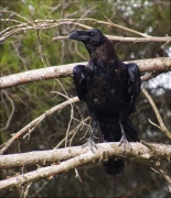 Corb (Corvus corax)