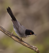 Mascle de Tallarol capnegre (Sylvia melanocephala)