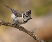 Mallerenga emplomallada (Parus cristatus)