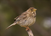 Cruixidell (Emberiza calandra)