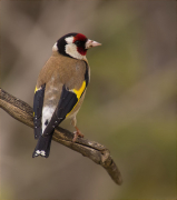 Cadernera (Carduelis carduelis)