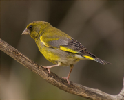 Mascle de Verdum (Carduelis chloris)