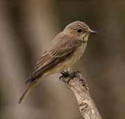 Papamosques gris (Muscicapa striata)