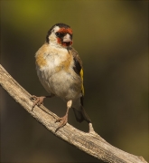 Cadernera (Carduelis carduelis)