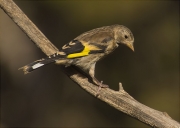 Jove de Cadernera (Carduelis carduelis)