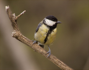 Femella de Mallerenga carbonera (Parus major)