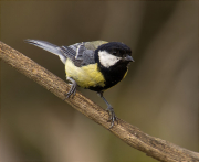 Mascle de Mallerenga carbonera (Parus major)