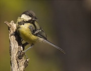 Mallerenga carbonera (Parus major)