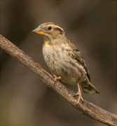 Pardal roquer (Petronia petronia)