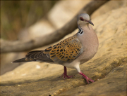 Tórtora europea (Streptopelia turtur)