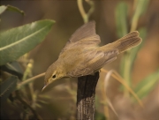 Mosquiter comú (Phylloscopus collybita)