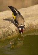 Cadernera (Carduelis carduelis