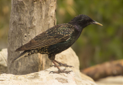 Estornell vulgar (Sturnus vulgaris)