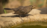 Jove de Merla (Turdus merula)