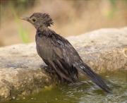 Jove de Merla (Turdus merula)