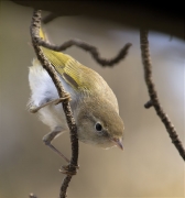 Mosquiter pàl·lid (Phylloscopus bonelli)