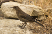 Jove de Merla (Turdus merula)