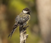 Mallerenga carbonera (Parus major)