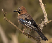 Gaig (Garrulus grandarius)